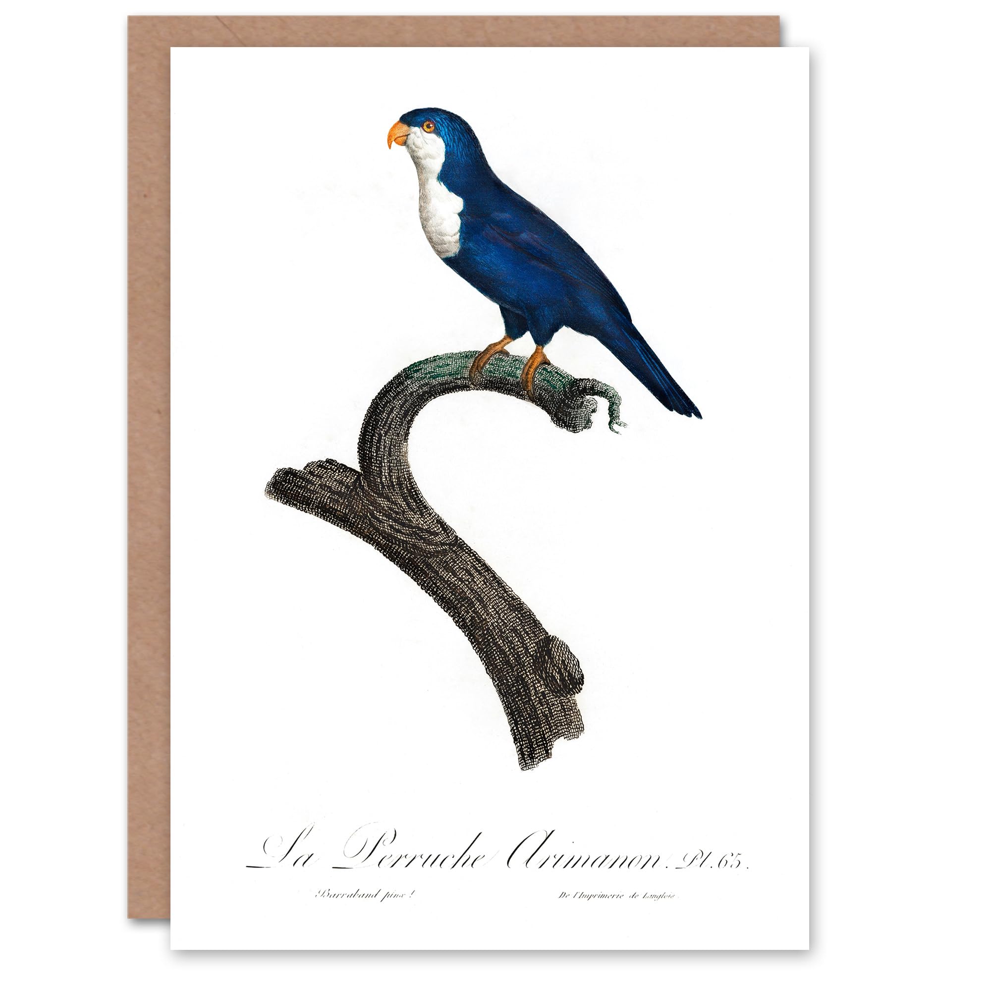 Artery8 Francois Levaillant Art Card The Arimanon Parakeet Parrot