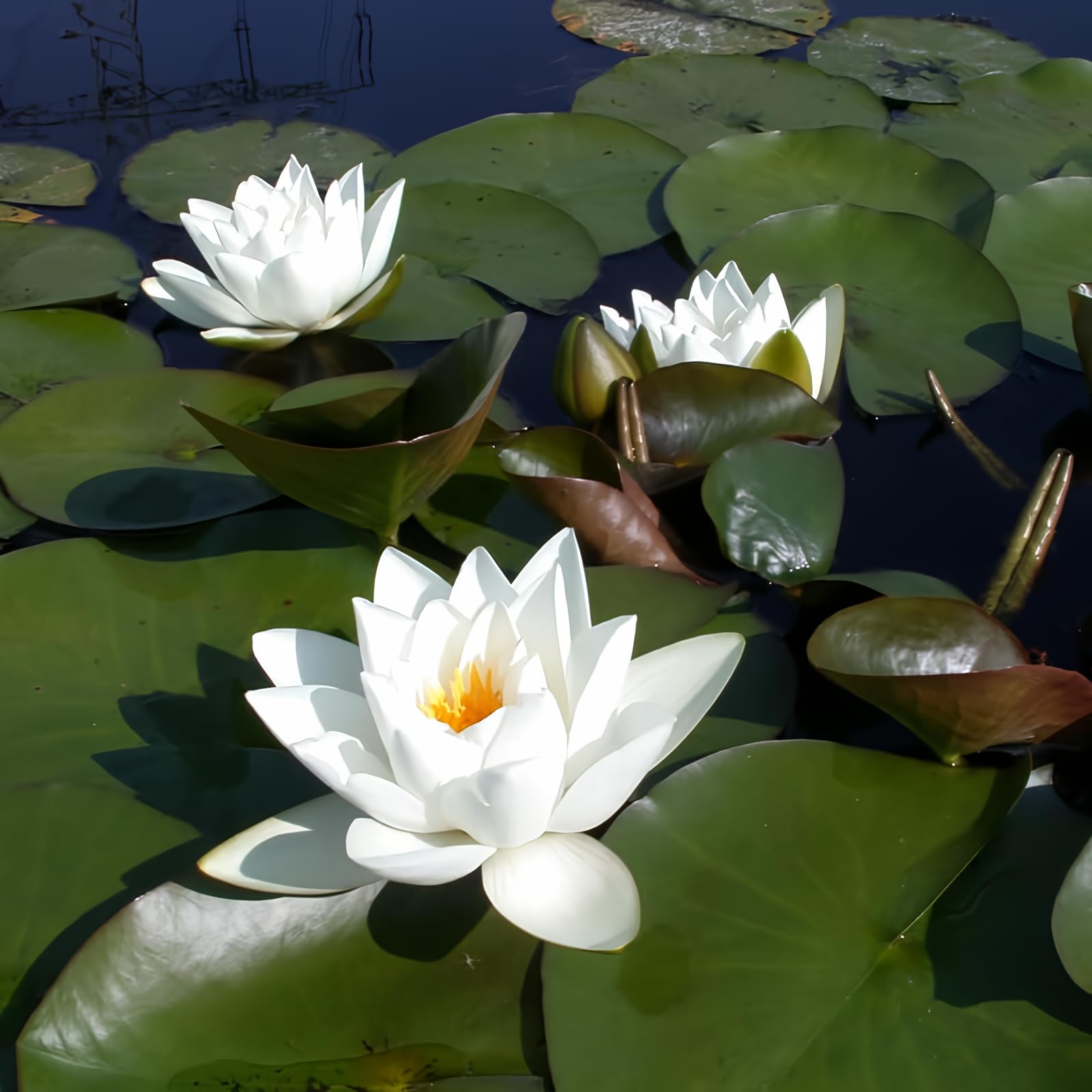 Chalily Virginalis Water Lily