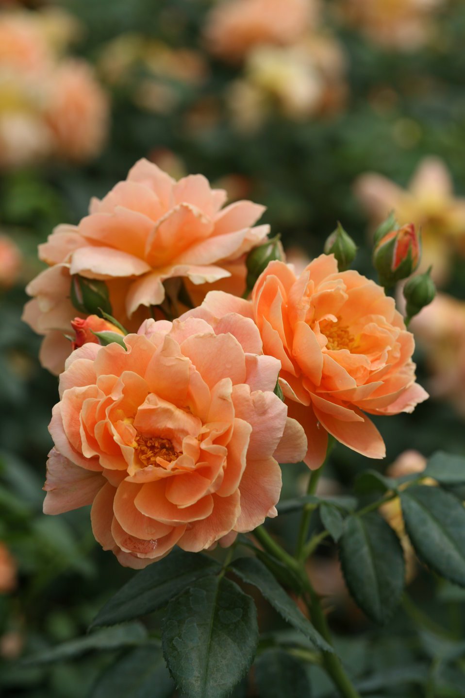 At Last Rose Bush