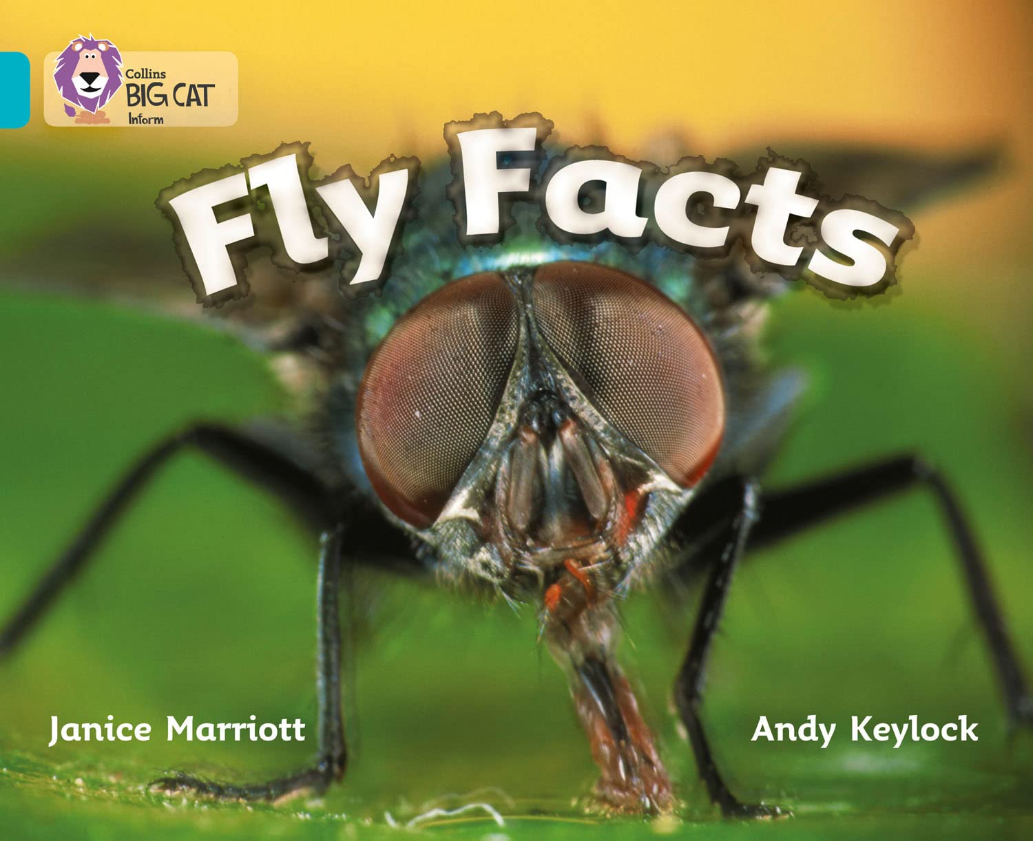 Fly Facts: An informative picture book that presents a larger than life look at the fly. (Collins Big Cat)