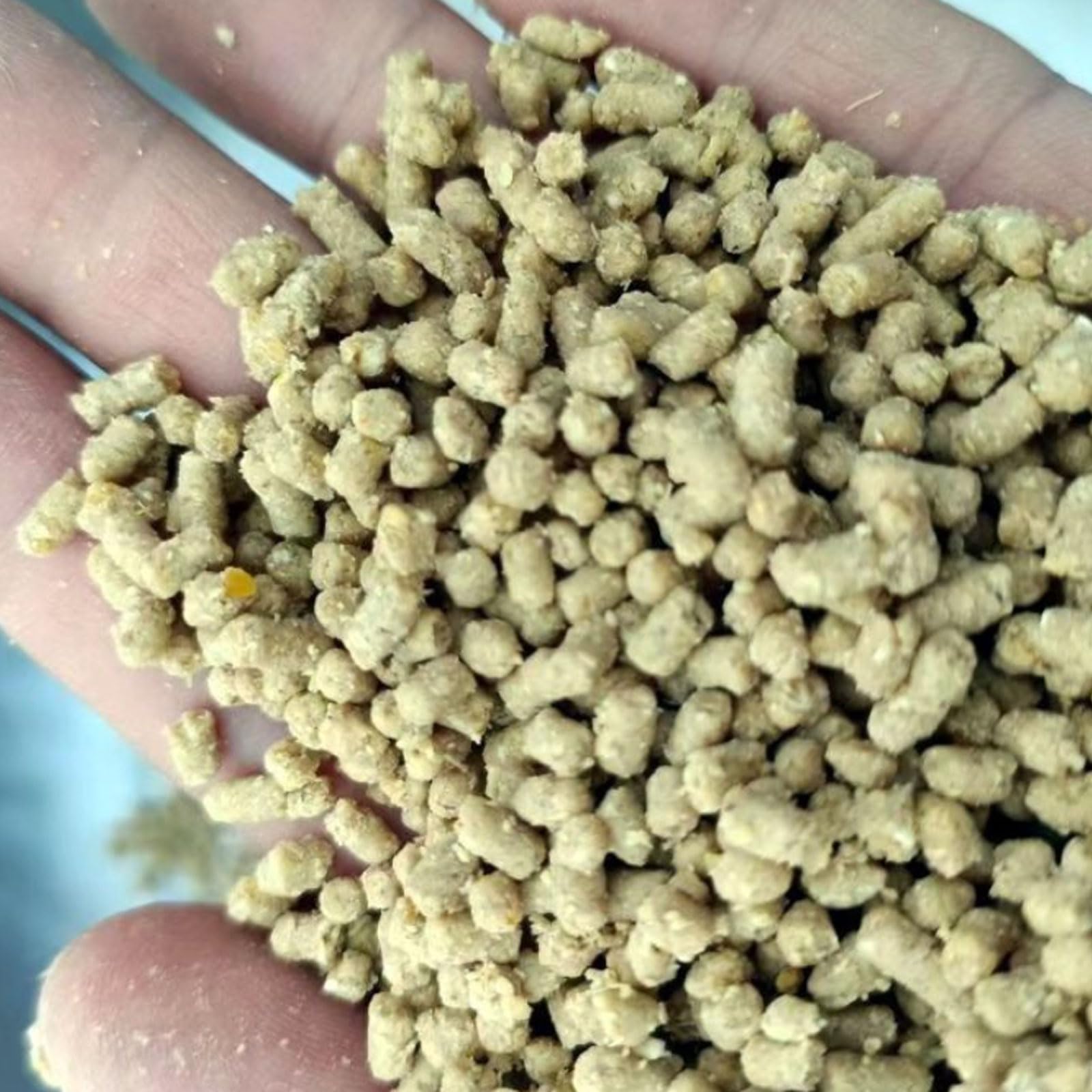 Macchina elettrica a pellet per mangime per animali da 500 W con piastre da 2,5/5,0/7,5 mm per esche per pesci, semi di uccello, gatto, cane, mughetto e cibo per animali domestici