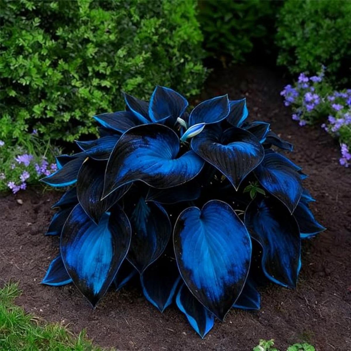 Beautiful Hosta Bulbs UK, Hostas Rhizome for Planting, Hardy Perennial, Excellent Display, Natural Organic-8 Bulbs-B