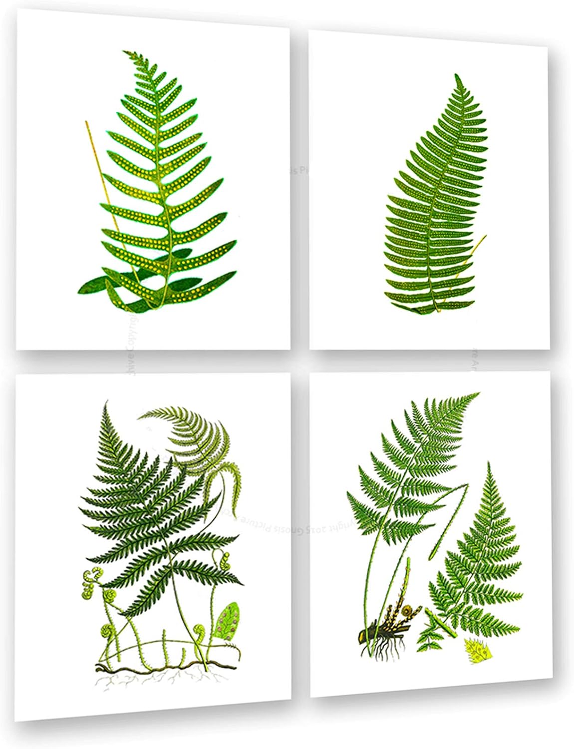 Gnosis Picture Archive Fern Set of 4 Unframed Wall Art Prints Greenery Botanical Decor