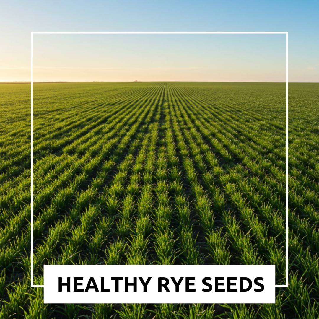 Rye Grass Seed - Fast Growing and Hardy Grass, Cover Crop, Food Plot. Grazing Pasture Seeds (10 Pounds)
