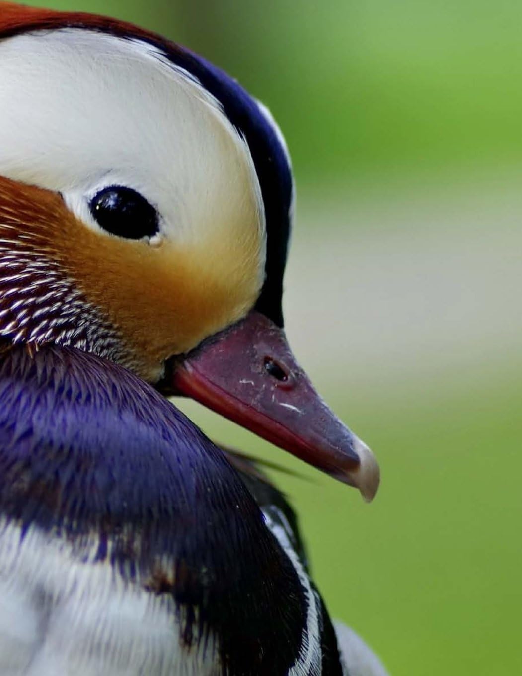 Mandarin Duck