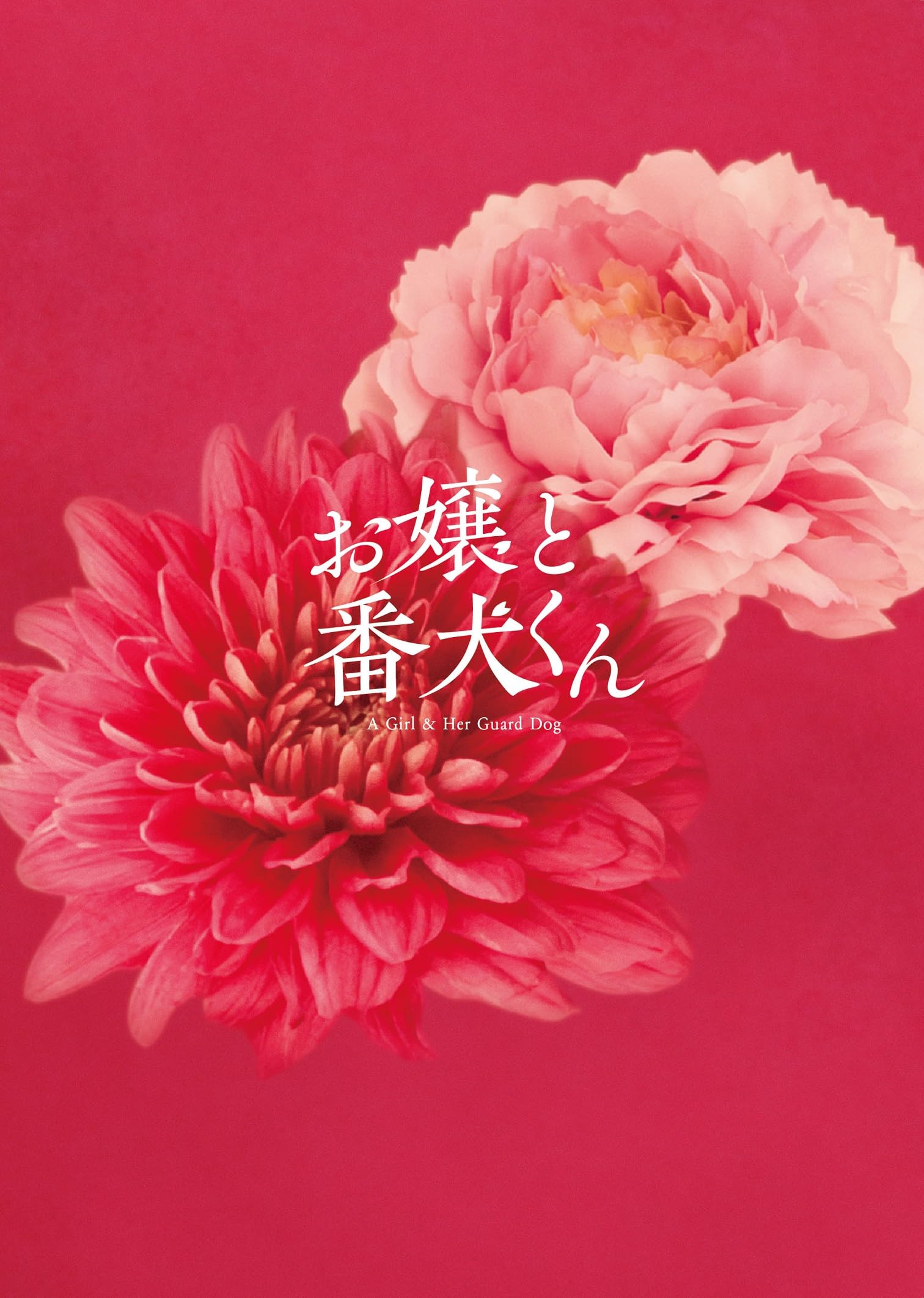 お嬢と番犬くん 豪華版('25「お嬢と番犬くん」)〈2枚組〉+入場者特典1枚 Amazon.co.jp: 【メーカー特典あり】映画『お嬢と番犬くん』Blu