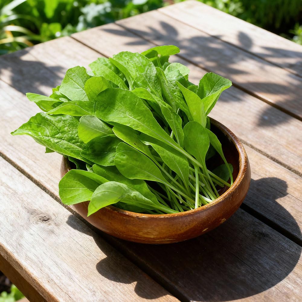 Leaf Chicory Seeds – Cicoria Da Taglio Bionda a Foglie Larghe – Early ‘Cut & Come Again’ Variety – Sweet, Tender Leaves – Easy to Grow