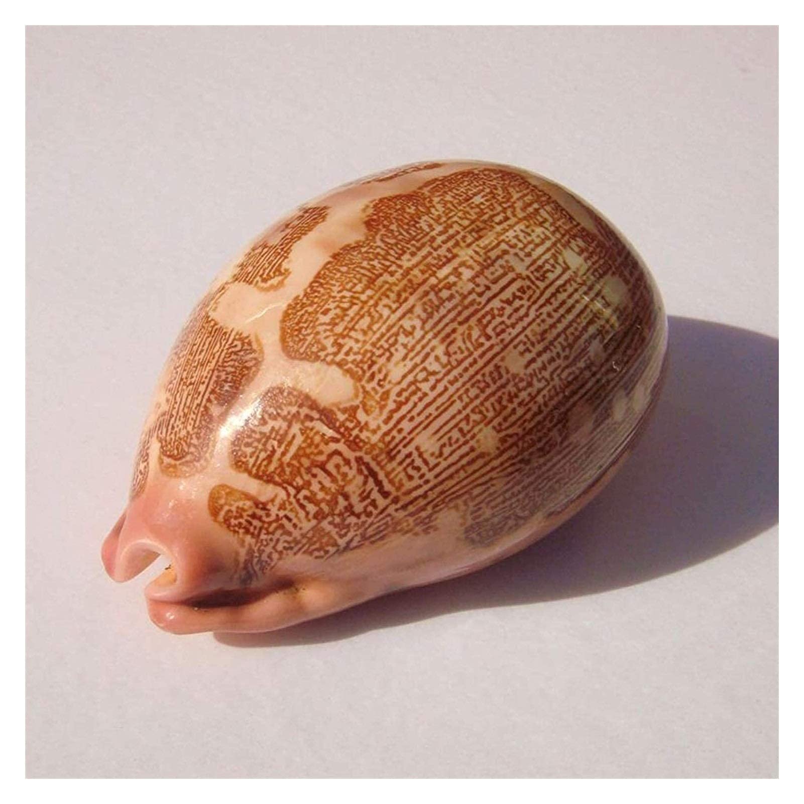 Coquillage d'aquarium naturel pour decoration de table de mariage boheme