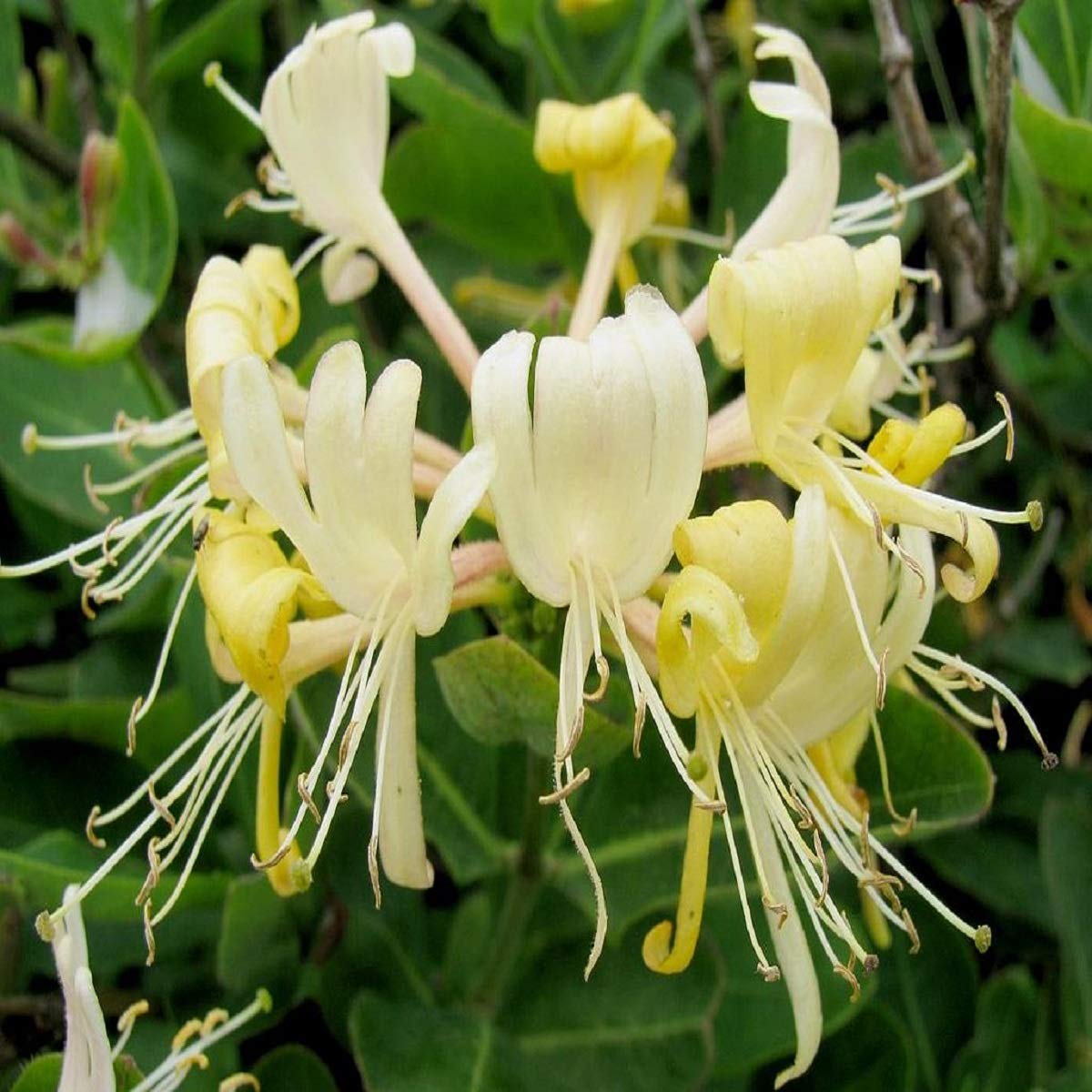 Honeysuckle Fragrance Oil (8 oz Bottle) for Candle Making, Soap Making, Tart Making, Room Sprays, Lotions, Car Fresheners, Slime, Bath Bombs, Warmers……