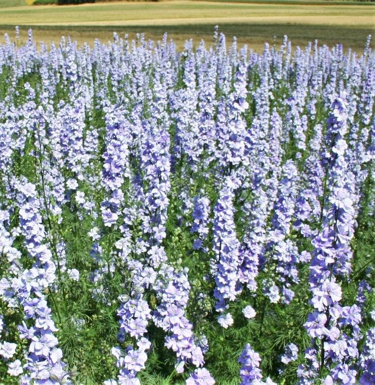 Miniatura 4 de TomorrowSeeds - Semillas de espuela de larkspur de cohete azul claro - Más de 1200 unidades - para plantar Delphinium Consolida Ajacis Ajacis sin