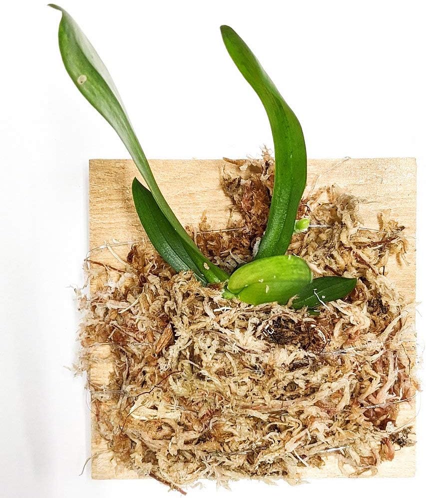 Miniature Orchid: Aerangis Kotschyana (Kotschy's Aerangis), Wood Mount