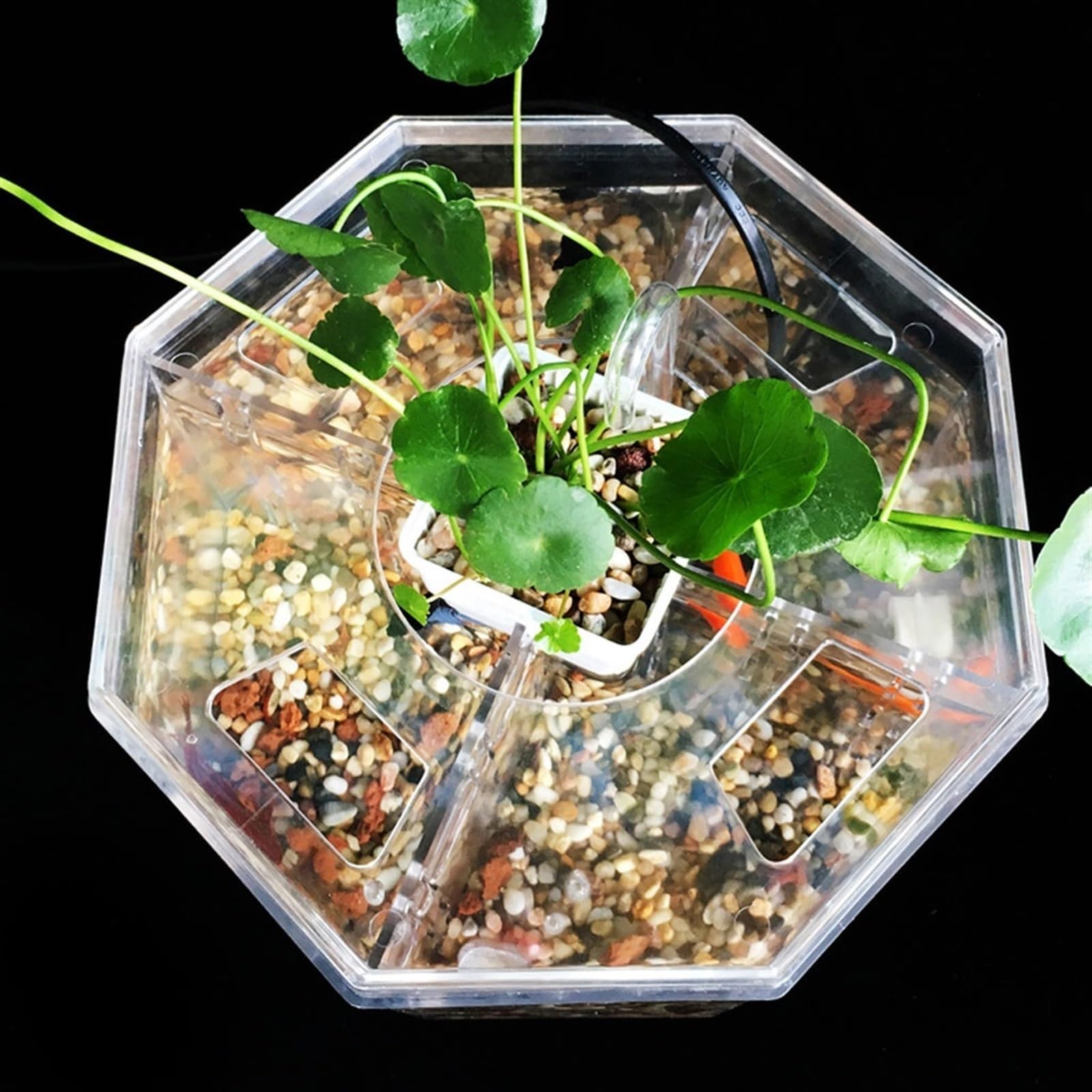 Dekorative Aquarien Isolationsbox for kleine Aquarien, Zucht, spezielles transparentes Acryl-Aquarium mit Pumpenfiltration, Zieraquarium, Büro, Zuhause für das Büro