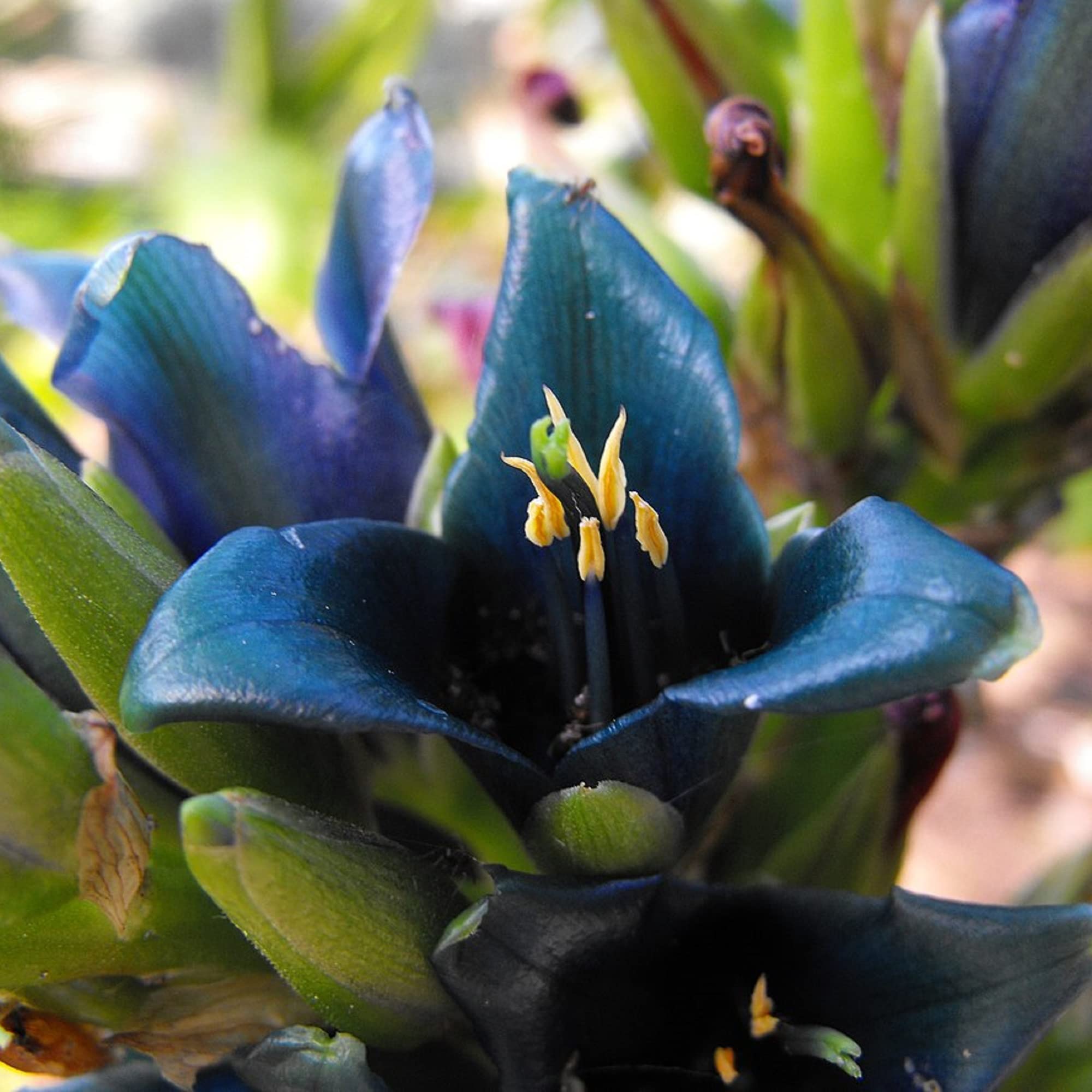 CHUXAY GARDEN Puya Alpestris,Sapphire Tower 10 Seeds Flowering Plants Ornamental Puya Unedible Grows in Garden and pots Landscape Flower for Planting