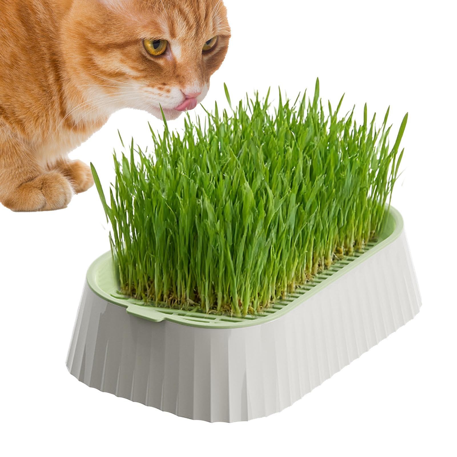 Erba per gatti – erba per gatti biologica, facile da coltivare, pianta sempreverde, supporto digestivo ideale per gatti, supporto (12 cm, 20 – 30 Cm), sottovaso, vasi da fiori, piante