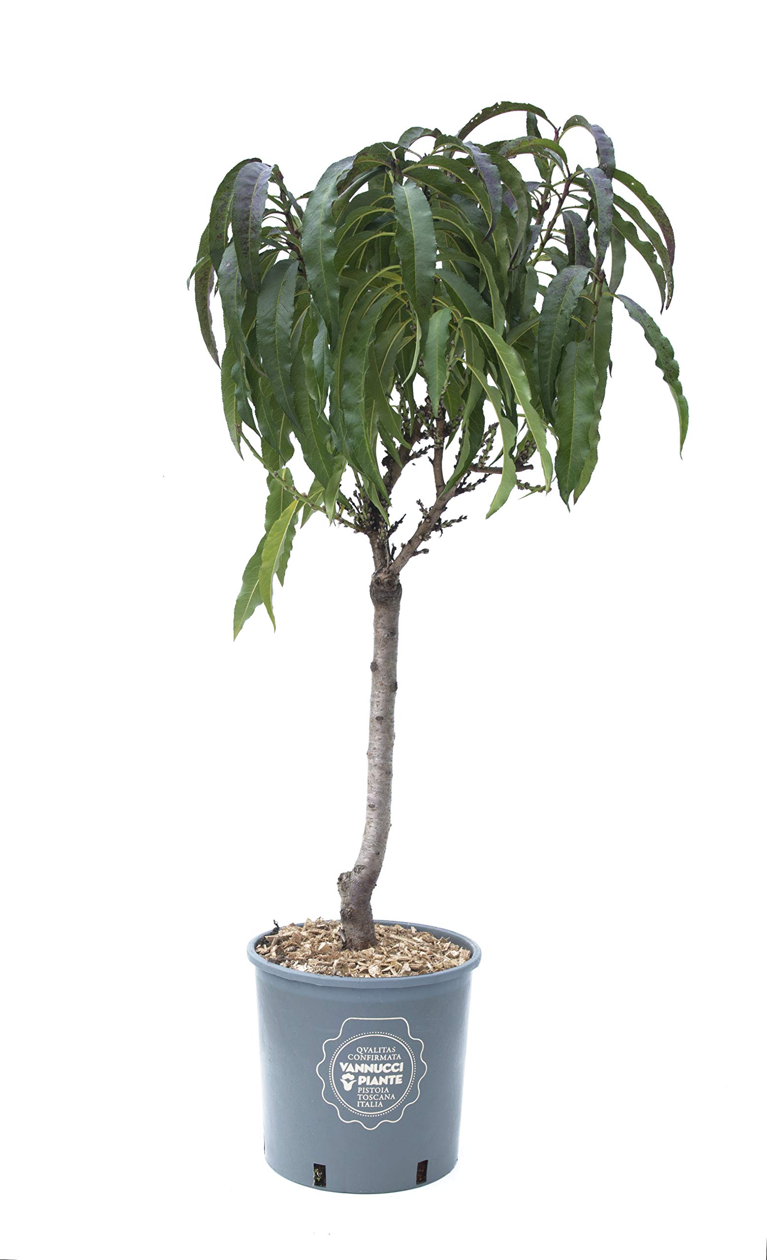 Pesco nettarina nano in vaso, Vannucci Piante, Pianta da terrazzo, Prunus nucipersica, Albero da frutto nano, Pianta da esterno