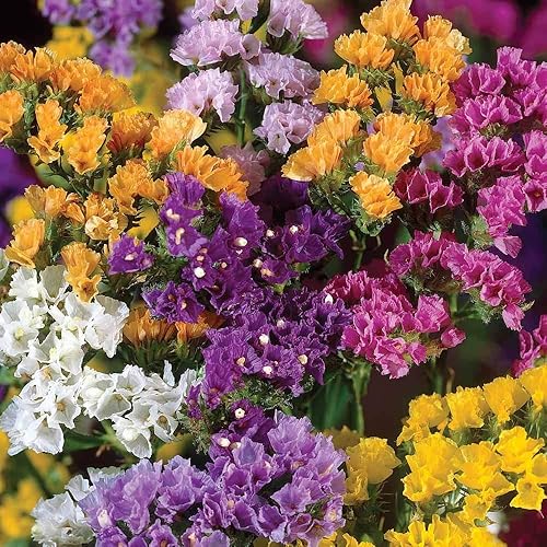 Miniatura 3 de Semillas Statice Wavyleaf Mar Lavanda (Limonium sinuatum) Kermek Mix Anual Flores No OGM