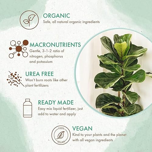 Miniatura 3 de Alimento orgánico para plantas de higuera de hoja de violín, fertilizante líquido para higos en maceta, fórmula rica en nutrientes para cultivar