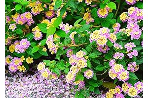 Lantana Flower Seeds - Gardeners' Pick For Easy-Grow, Colorful Blooms