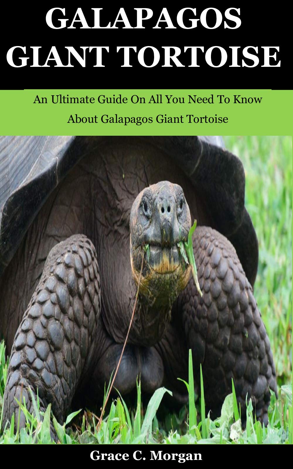 Galapagos Giant Tortoise: An Ultimate Guide On All You Need To Know About  Galapagos Giant Tortoise - Main Image