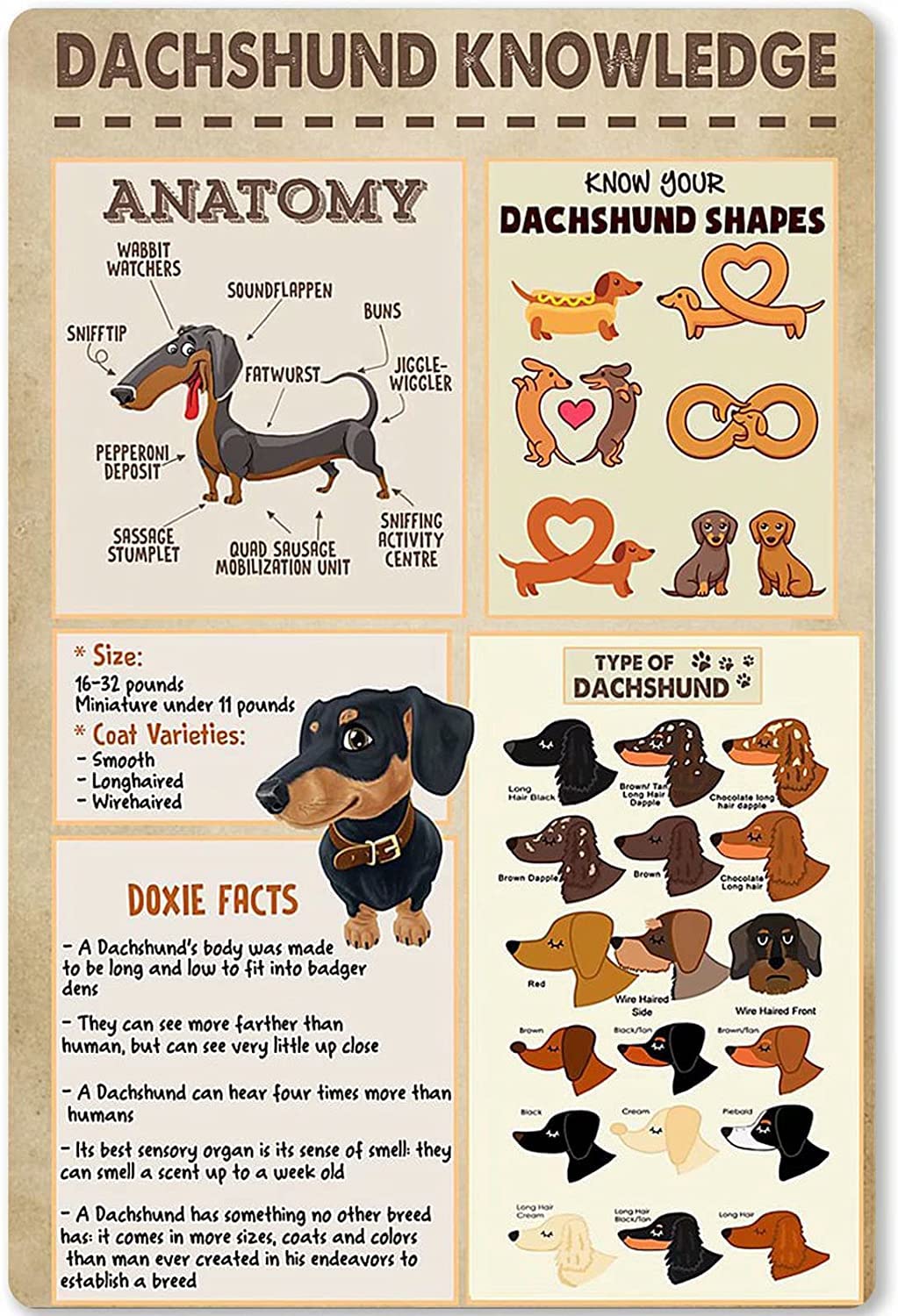 peiyeety Dachshund Knowledge Metal Sign Signs Dachshund Overview Infographic Plaques Kids Science Education Wall Hanging Sign Home Club Kennel Tin Poster Wall Decor 8" x 12"