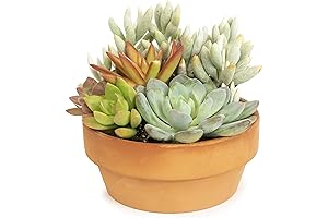 The Perfect Gift of Life: Live Succulents in Clay Pots