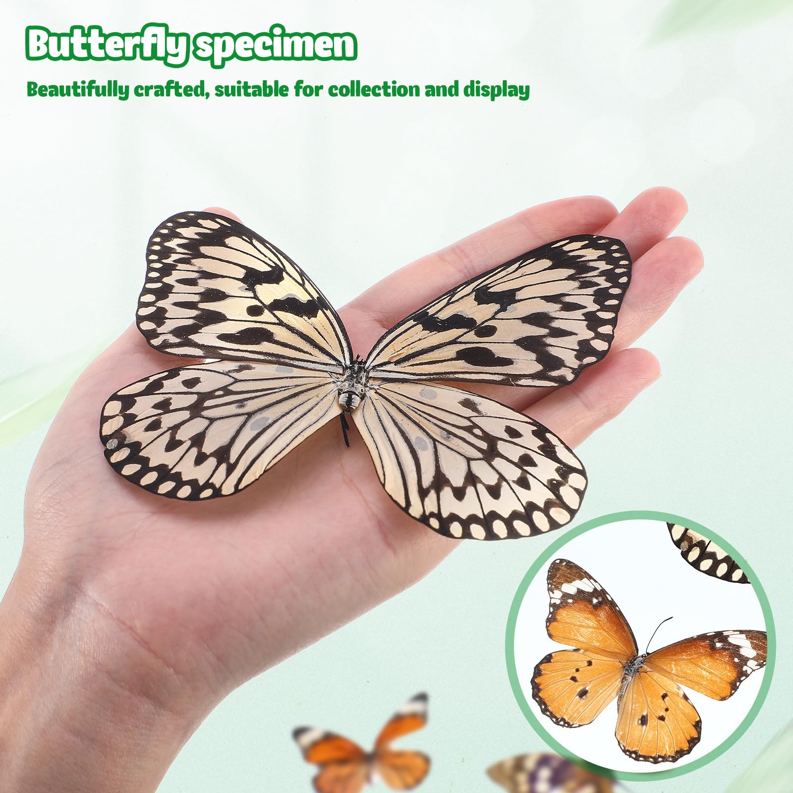Set 6 Farfalle Naturali Specimen Decorativi per Casa, Accessori Scientifici e Oggetti Decorativi la Parete, Idee Regalo e Educazione Scientifica