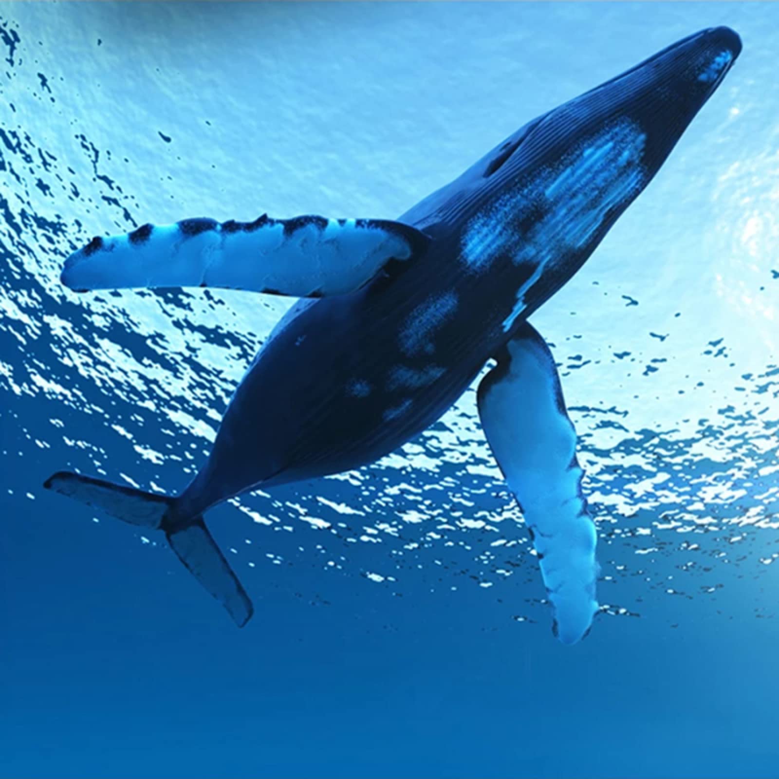 Papel Tapiz 3D Personalizado, Mural Moderno De Dibujos Animados, Ballena  Azul Nórdica Simple, Murales Para Habitación, image size:1600x1600