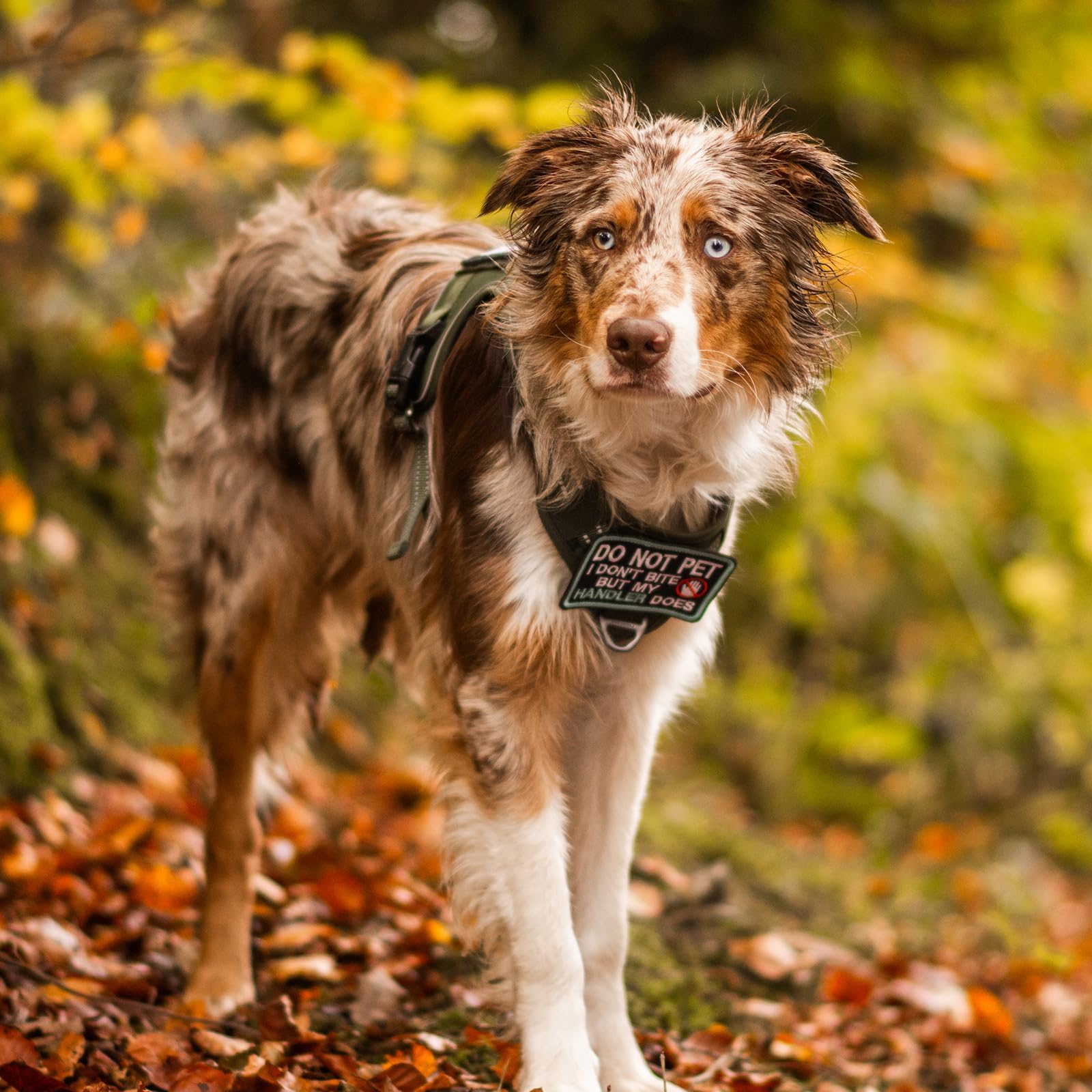 rabbitgoo Dog Harness for Large Dogs No Pull, Tactical Service Pet Vest with Molle and Control Handle, Adjustable and Reflective Military Harness for Easy Walking and Training, Green, L