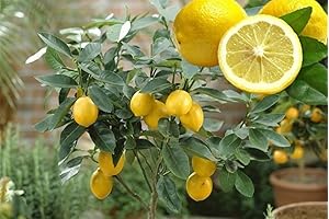 Abundant Dwarf Meyer Lemon Tree: A Citrus Delight for Gardens