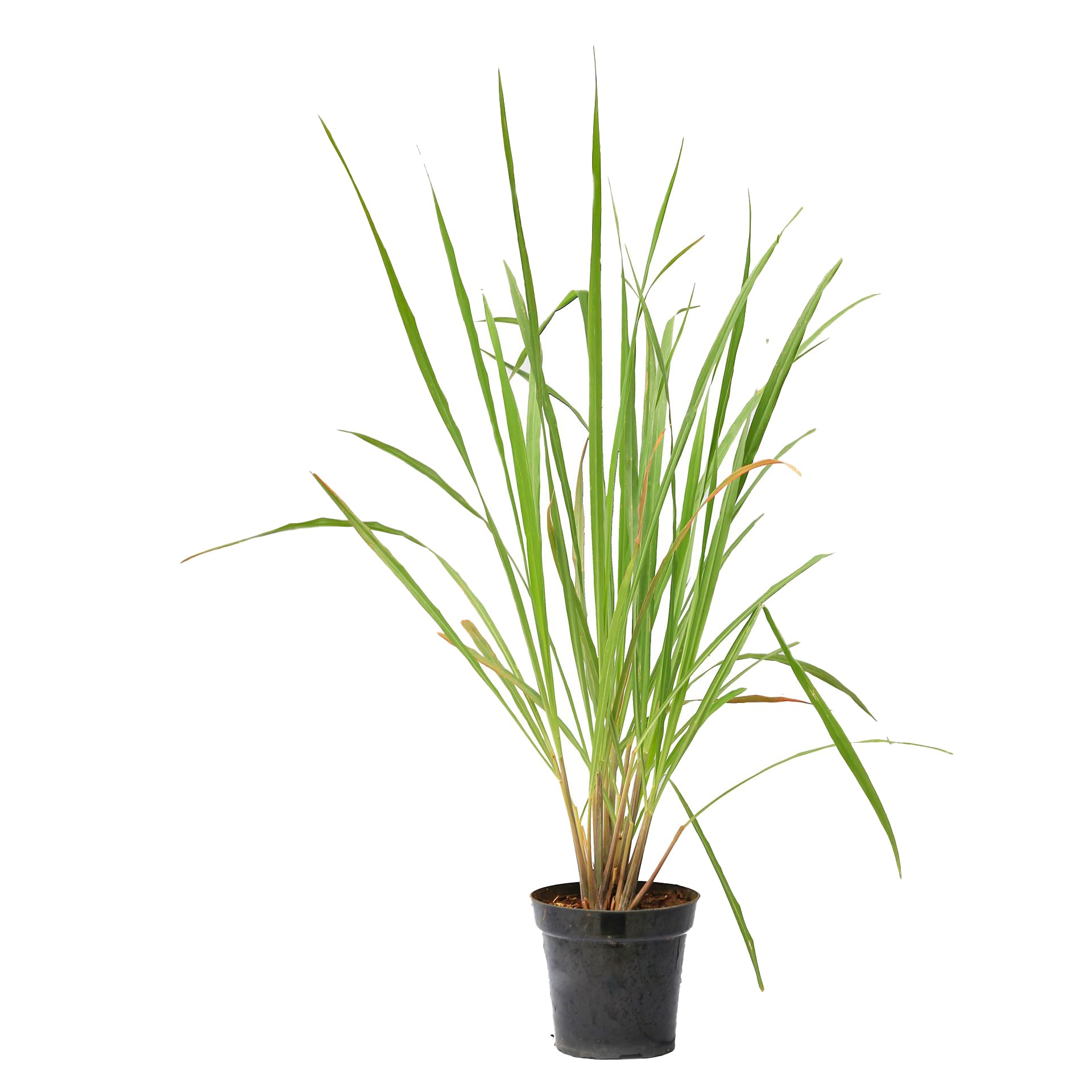 GREEN MAGICIAN |Lemon Grass Natural Live Indoor Plant &|Moon Cactus Plant 2 plant with 2 pot (B0CNRSQ8DW) Amazon Price History, Amazon Price Tracker