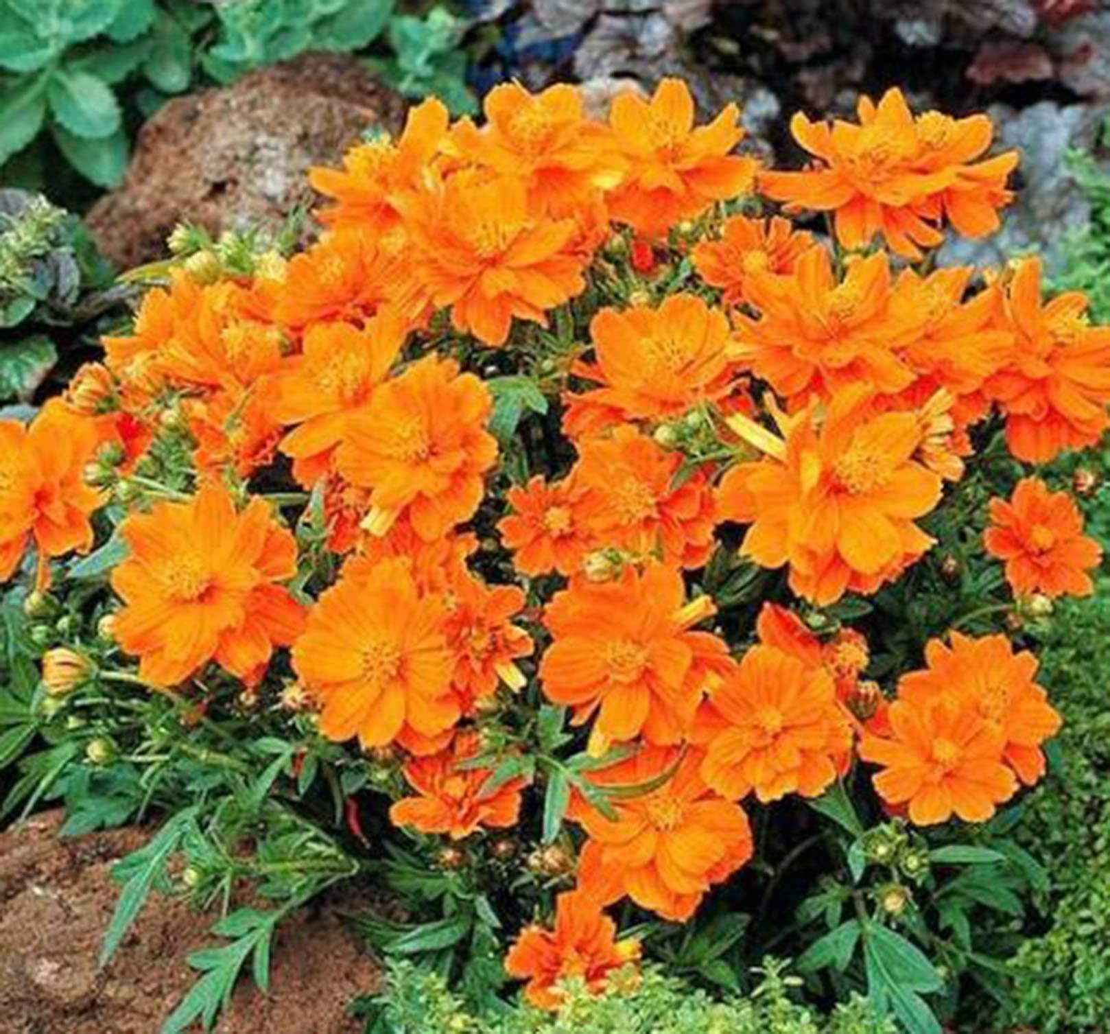 Buy Vision4ever 30 x Flower Dwarf Cosmos Orange Carpet Cosmos
