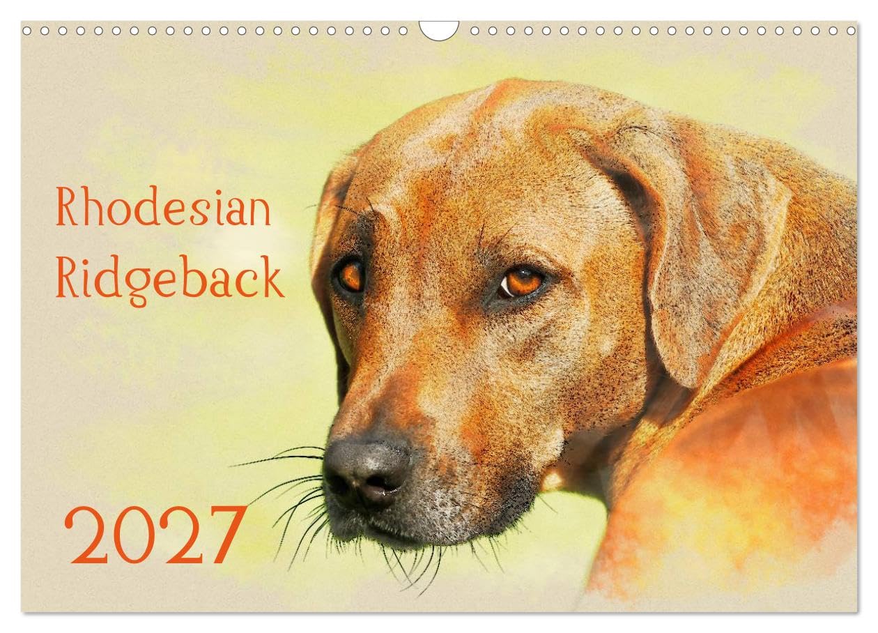 CALVENDO - Rhodesian Ridgeback 2027 (Wandkalender 2027 DIN A3 quer), Monatskalender: Zwölf wunderschöne, großformatige Bilder von Rhodesian Ridgebacks im einzigartigen Aquarell-Design, die wir mit Lie