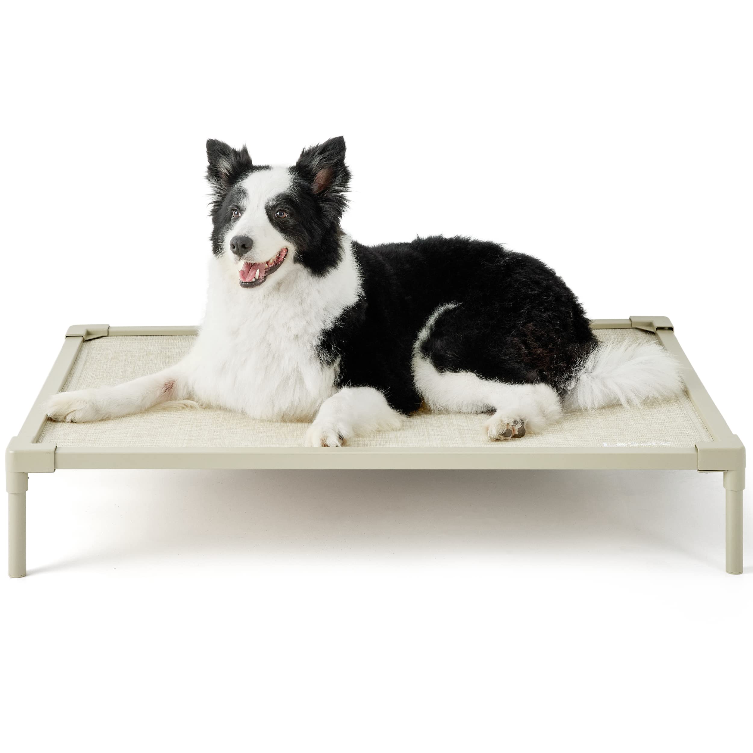 Why Does My Puppy Attack His Bed