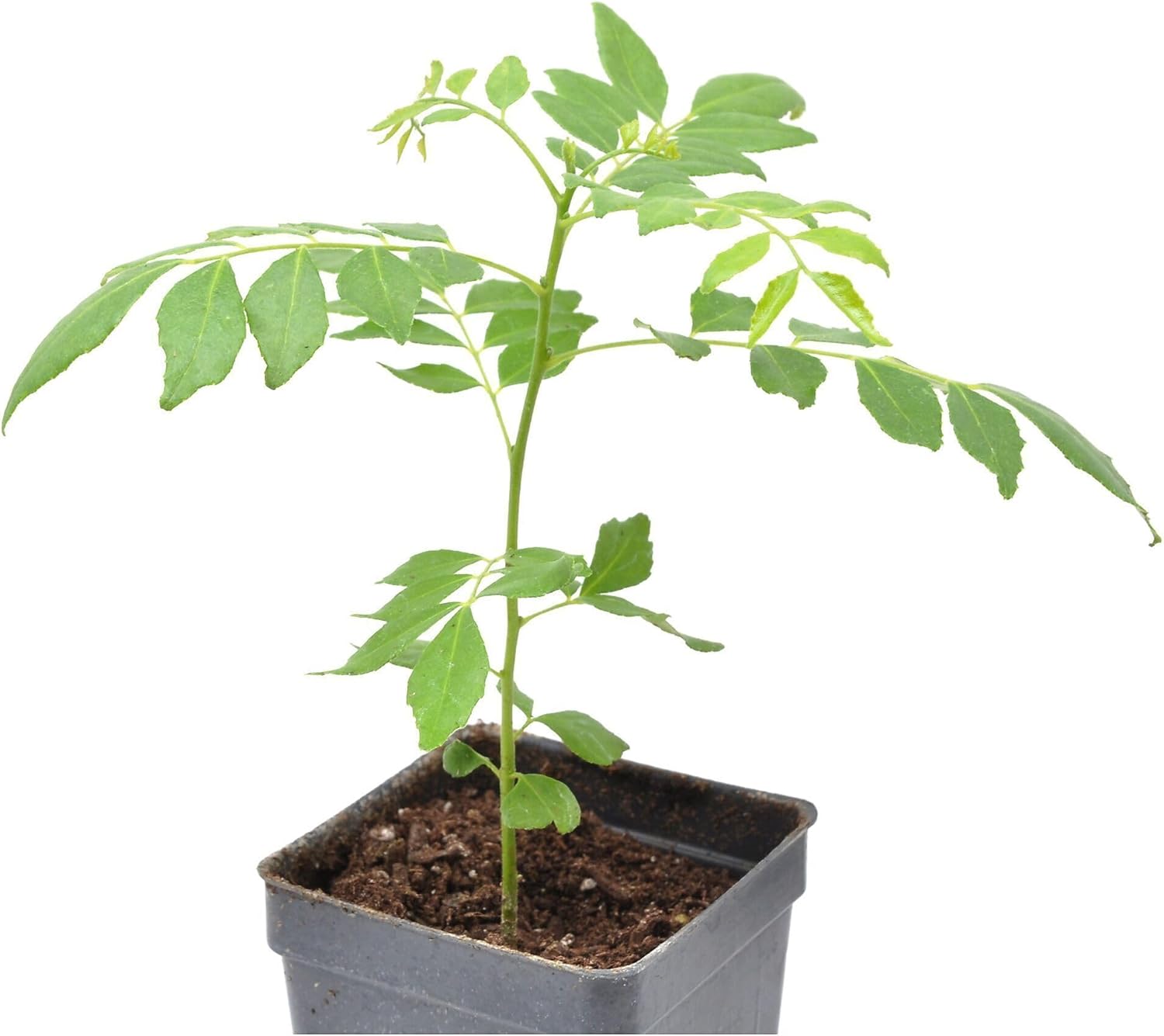 Murraya Koenigii, Bergera Koenigii, Sweet Neem, Murraya Curry Leaf Plant, Indian Curry Tree, Outdoor or Houseplant, Culinary Bonsai with Fragrant Leaves, Container Size: 3" (2.6x3.5)
