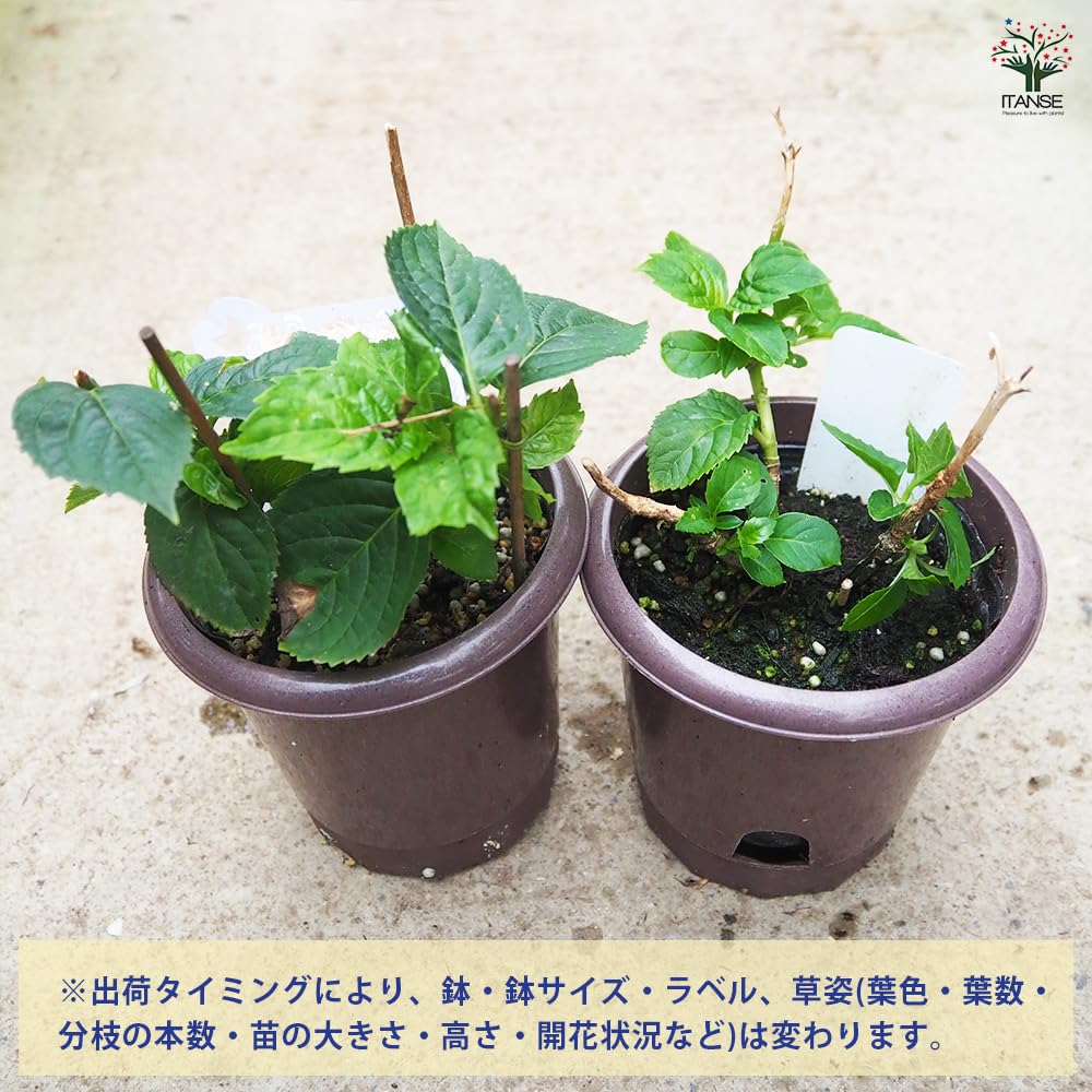 紫陽花　大きいサイズ　２種類セット　訳あり/来年用 Amazon.co.jp: ITANSE 訳あり花終わりアジサイ 花色・品種