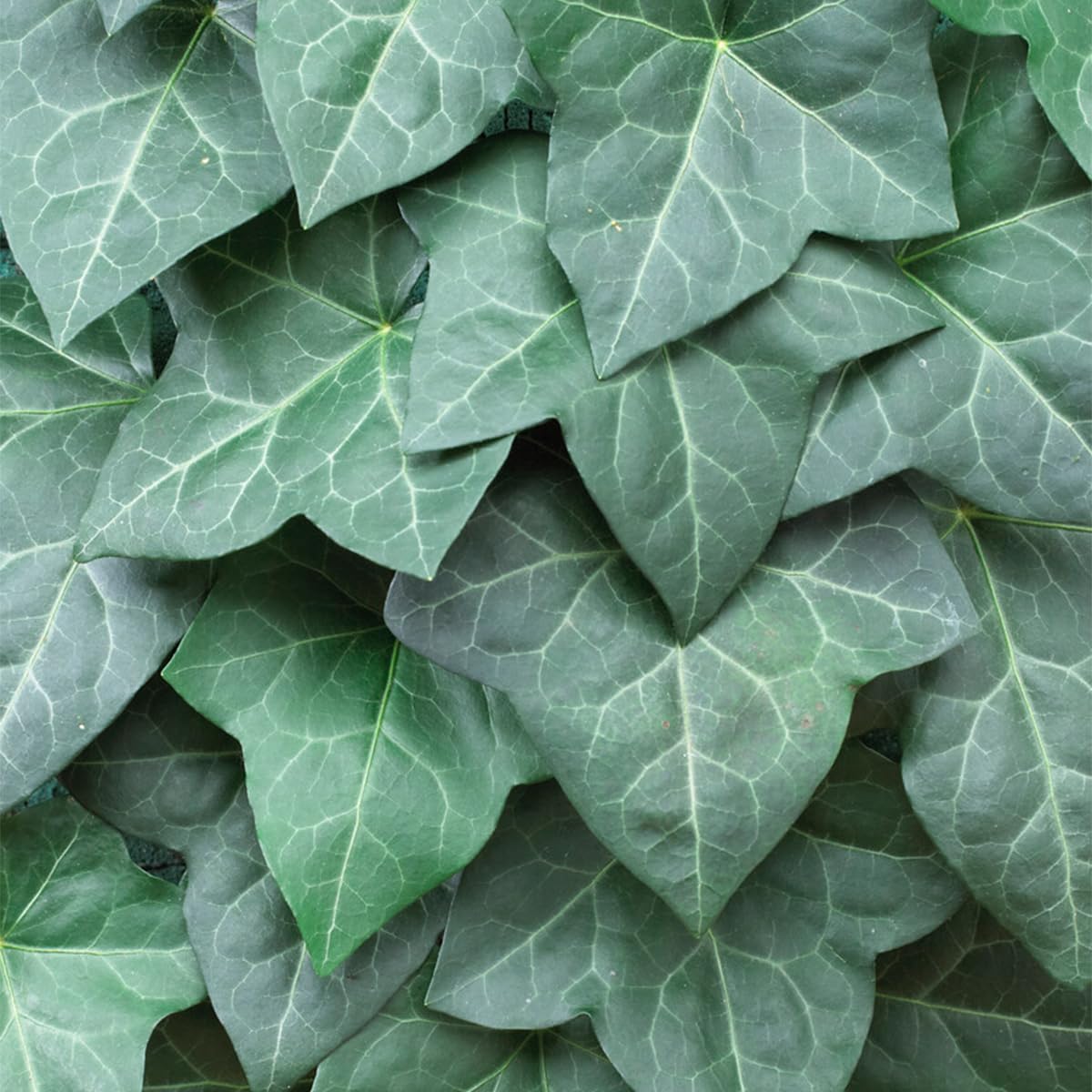 Bloomique - Lot de 2 - Hedera Hibernica - Lierre à grandes feuilles - Persistant - Plantes grimpantes - Plantes de jardin - Rustiques - Pot 15cm - 70-80cm de Haut