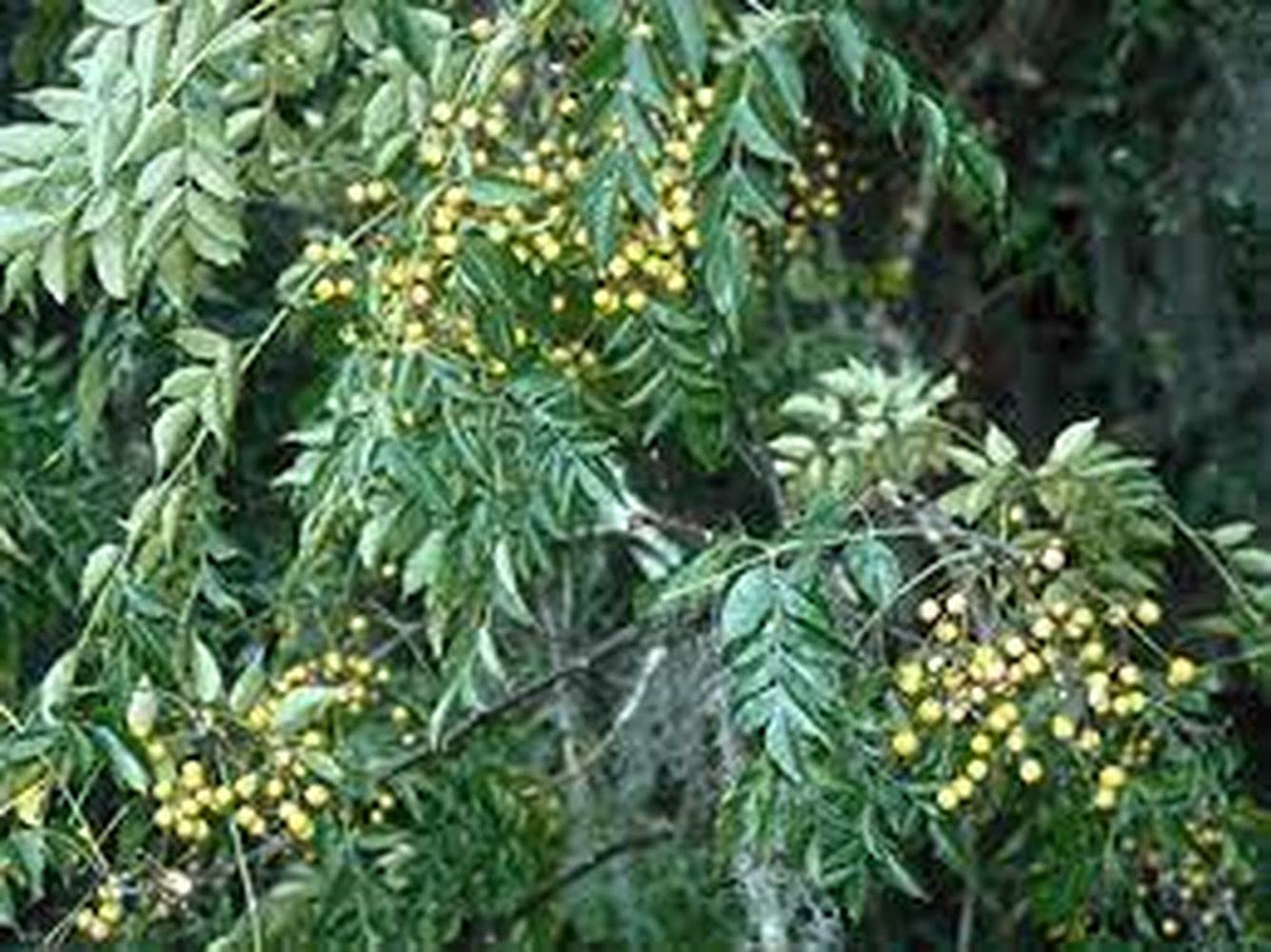 PLANTOGALLERY Plant Seeds | Chinaberry/MeliaAzedarach/Bakaayan/Bakain Tree Seeds For Garden (Pack of 20 Seeds) (B09B2LS83L) Amazon Price History, Amazon Price Tracker