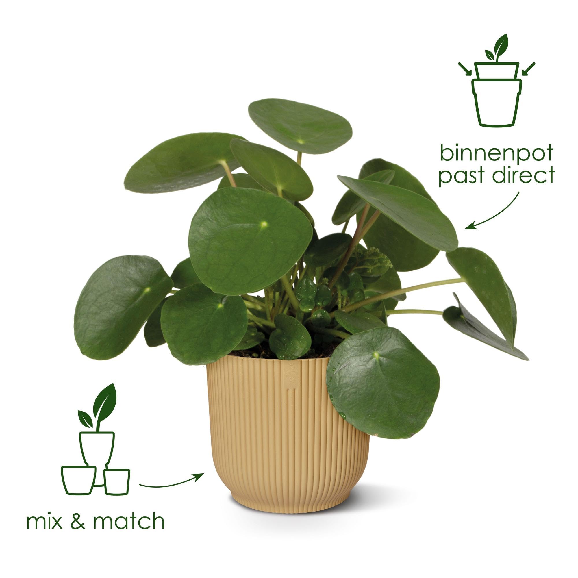 Runder Blumentopf für den Innenbereich, Rosa, D25 x H23 cm