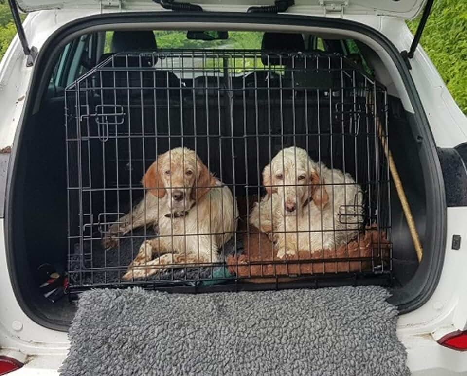 Amazon.co.uk double dog crates for cars