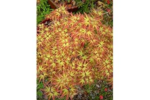 Tatoo Dwarf Japanese Maple Tree