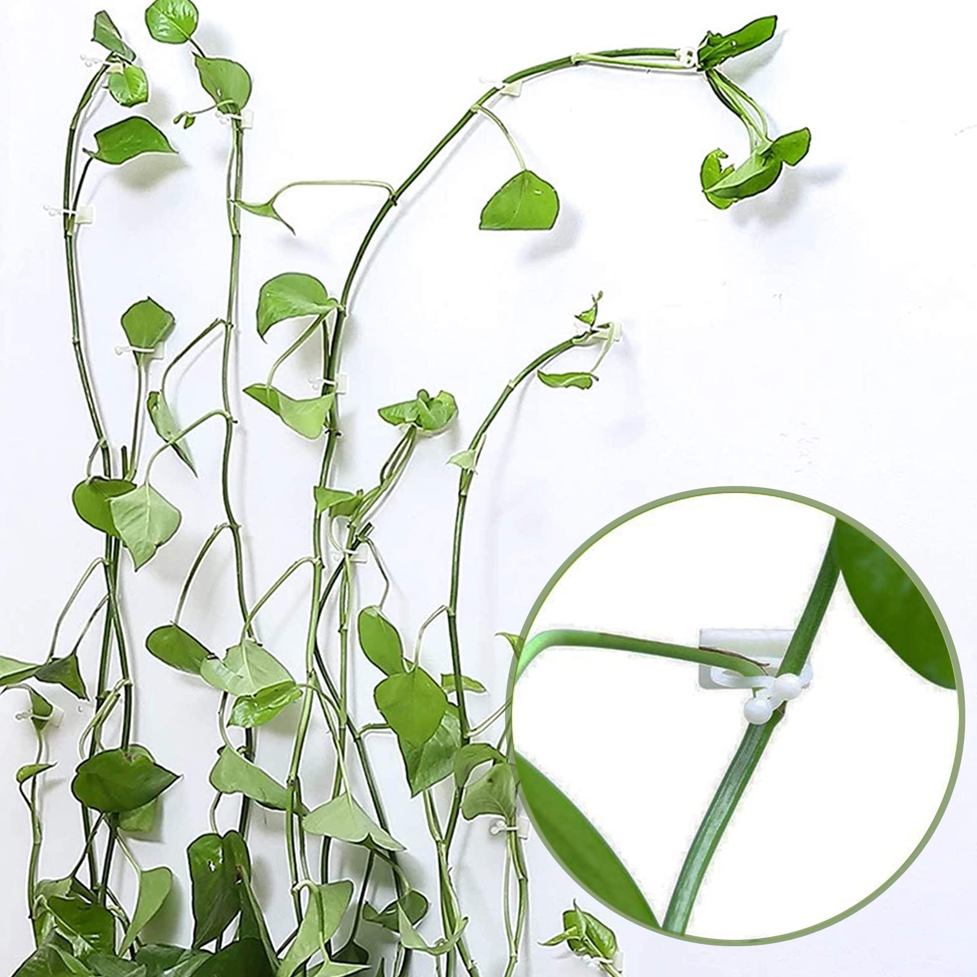 Clip Per Piante Rampicanti - 100 Pezzi Con Adesivo 3M - Per Fissare Rami E Organizzare Cavi (Bianco) - Foto 11