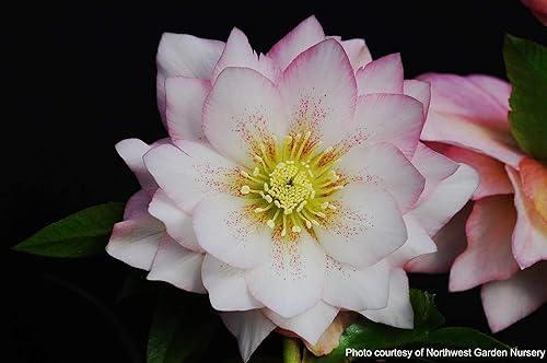 Miniatura 8 de Perennial Farm Marketplace Helleborus x W.J. 'Cotton Candy' (Rosa de Cuaresma) Perenne, 1 Cuarto de Galón, Flores Rosas