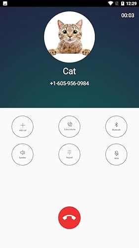 Video Call From Cat Prank