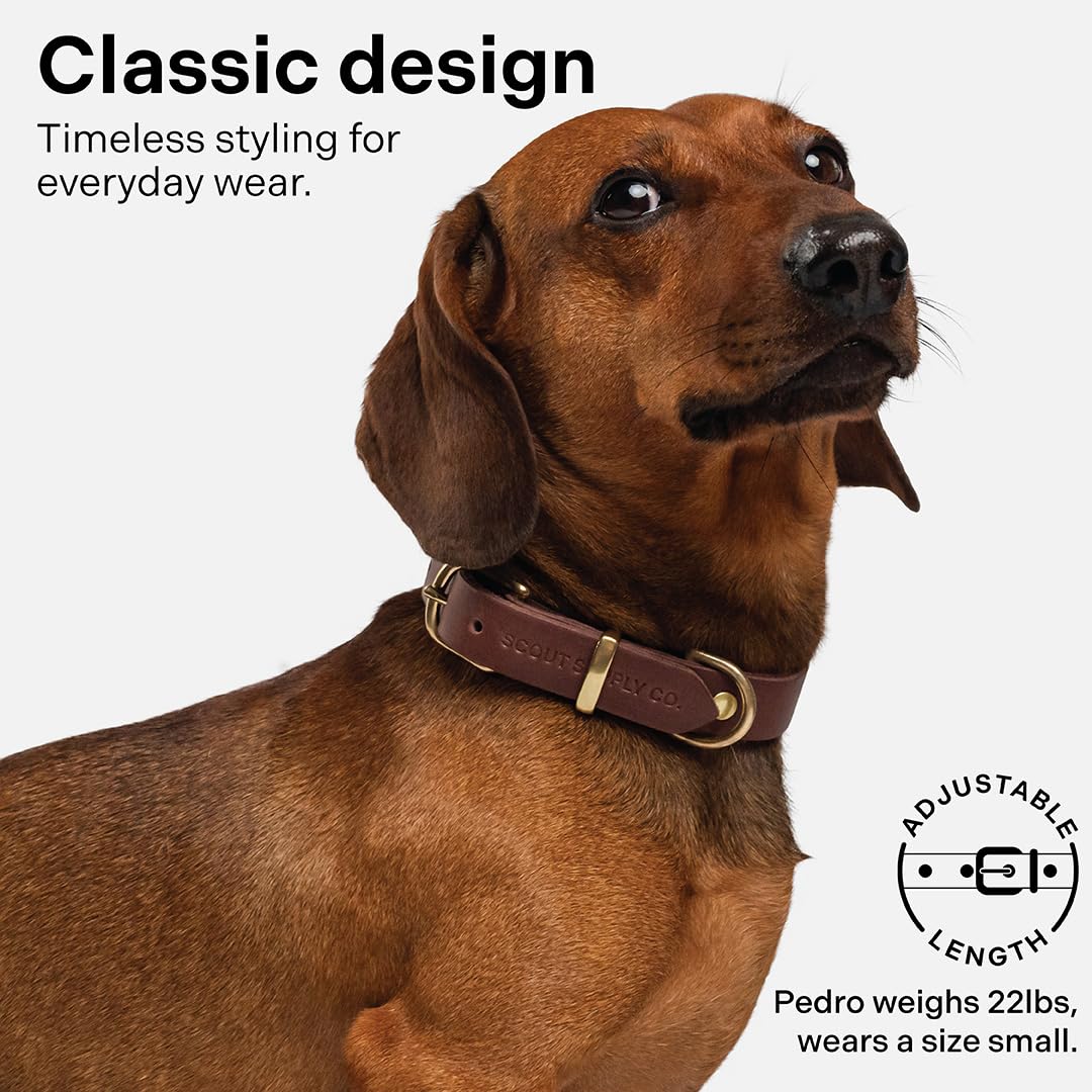 Scout Supply - Collar clásico de cuero para perro, cuero grueso de grano completo, herrajes de latón impermeable y resistente al óxido (marrón oscuro, pequeño)