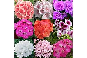 Geranium Heat Tolerant Mixed Color Live Plants Flower Seeds Perennial Bloom