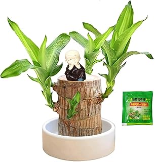 Brazilian Wood Plant, Mini Brazil Lucky Wood, Lucky Tree, Swelling The Stage of About to Sprout, Brazilian Tree Perfect for Home, Office Desktop Decoration (C)