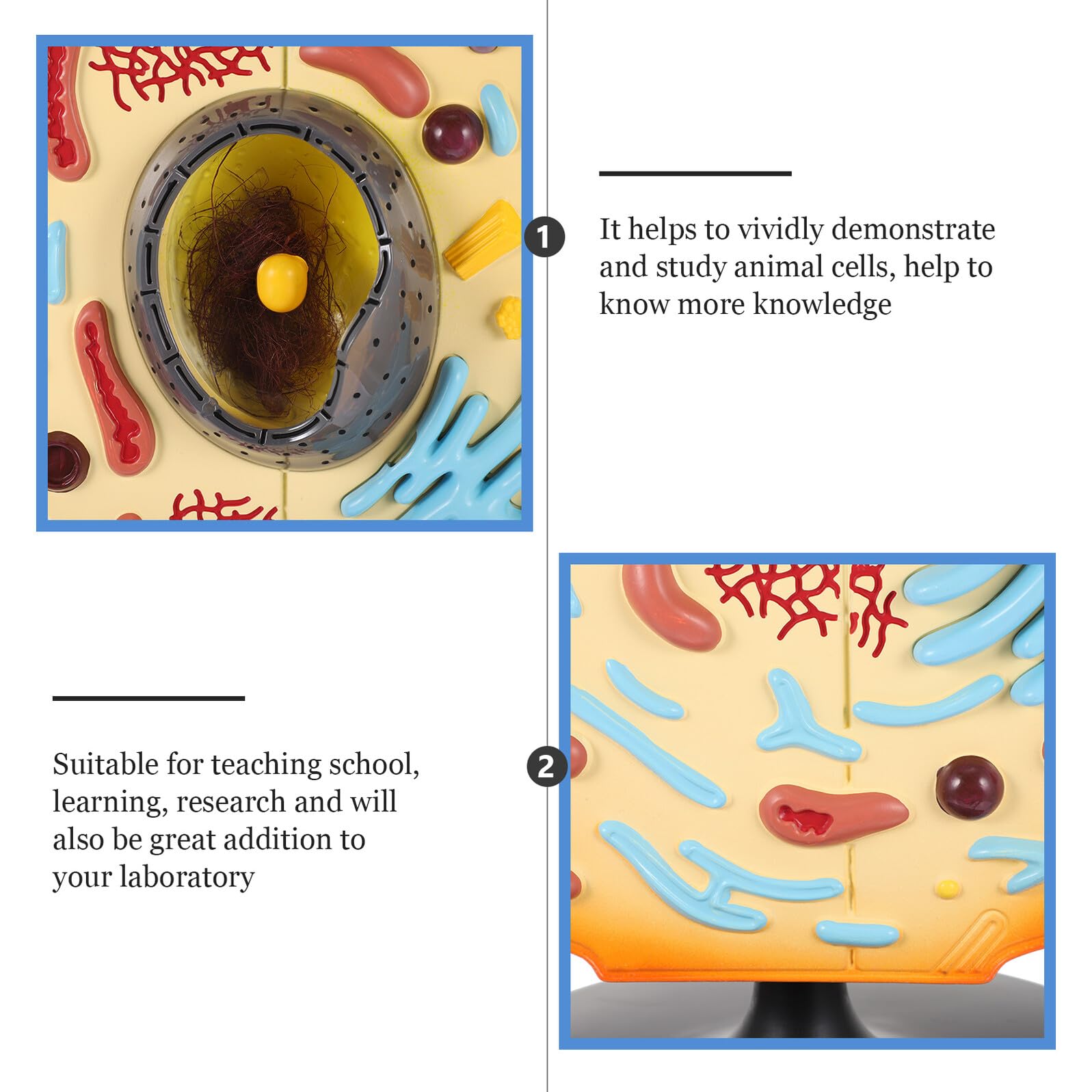 BESTonZON Anatomisches Tierzellmodell aus ABS Lehrmodell für Biologieunterricht Lernhilfe für Schule und Labor Vergrößerte Tierzelle