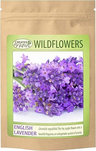 Semillas de flores de lavanda inglesa para plantar, más de 3,000 semillas de primera calidad, atraen a los polinizadores, sin OMG