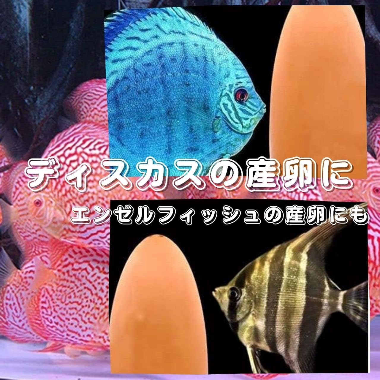 Amazon Simpatia 産卵筒 ディスカス 熱帯魚 繁殖 17 陶器 ネット付き 陶器 ネット Simpatia 飼育セット 通販