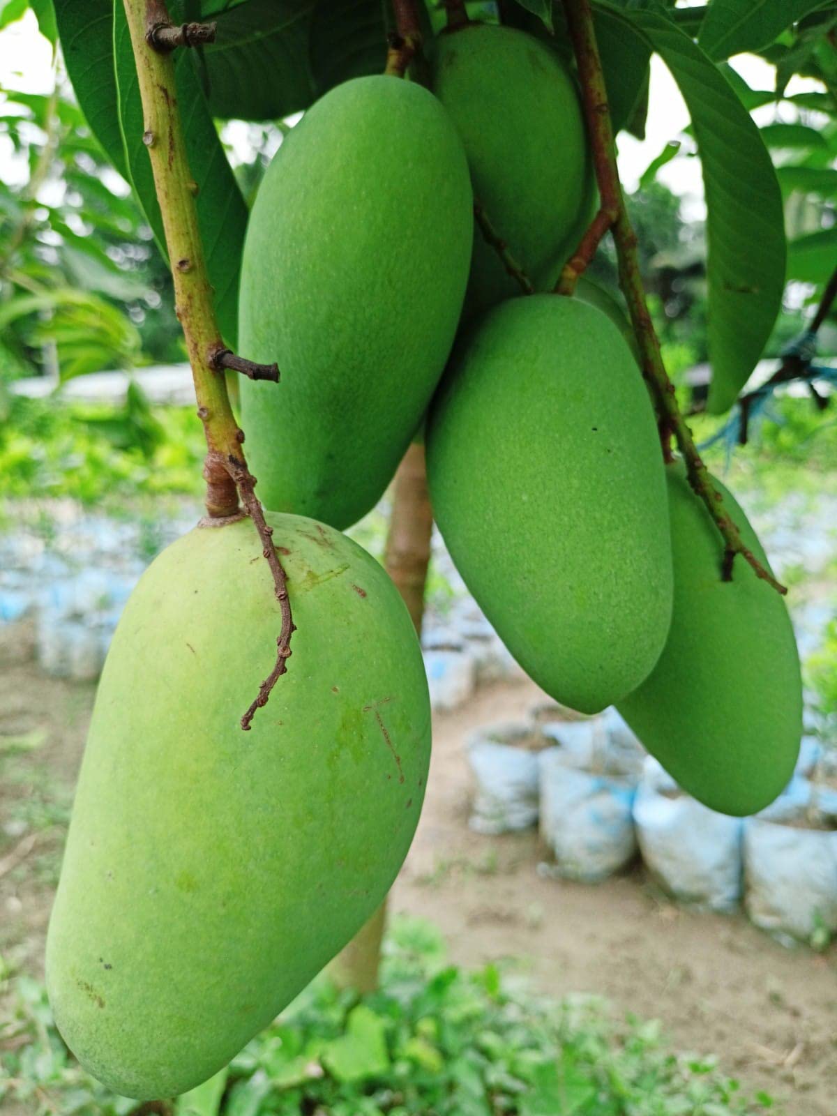 Online plant bazar All Time/Katimon Thai variety Grafted Mango live plant (B0BJ95YGMK) Amazon Price History, Amazon Price Tracker